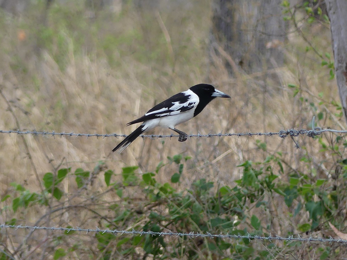 Pied Butcherbird - ML643473894
