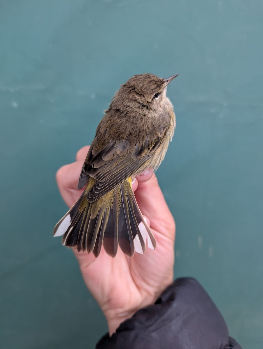 Palm Warbler (Western) - ML643473898