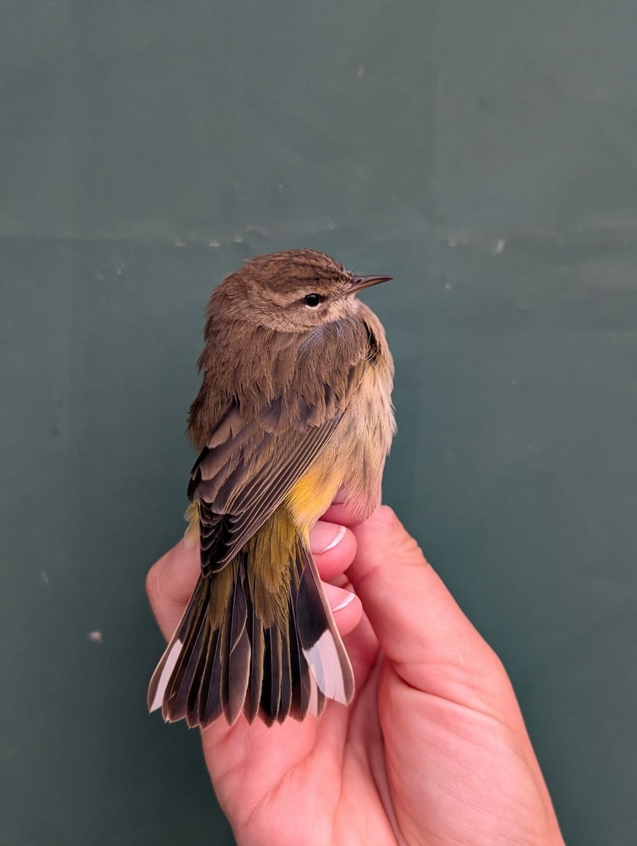 Palm Warbler (Western) - ML643473899
