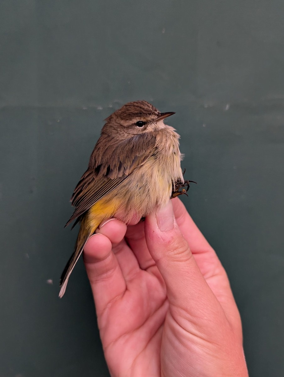 Palm Warbler (Western) - ML643473900