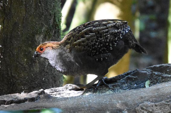 Spot-winged Wood-Quail - ML643473902