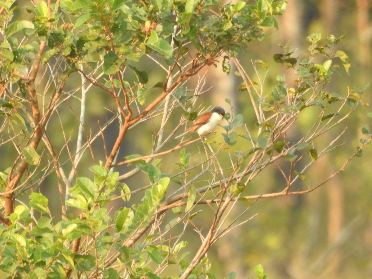Burmese Shrike - ML643473904