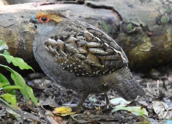 Spot-winged Wood-Quail - ML643473905