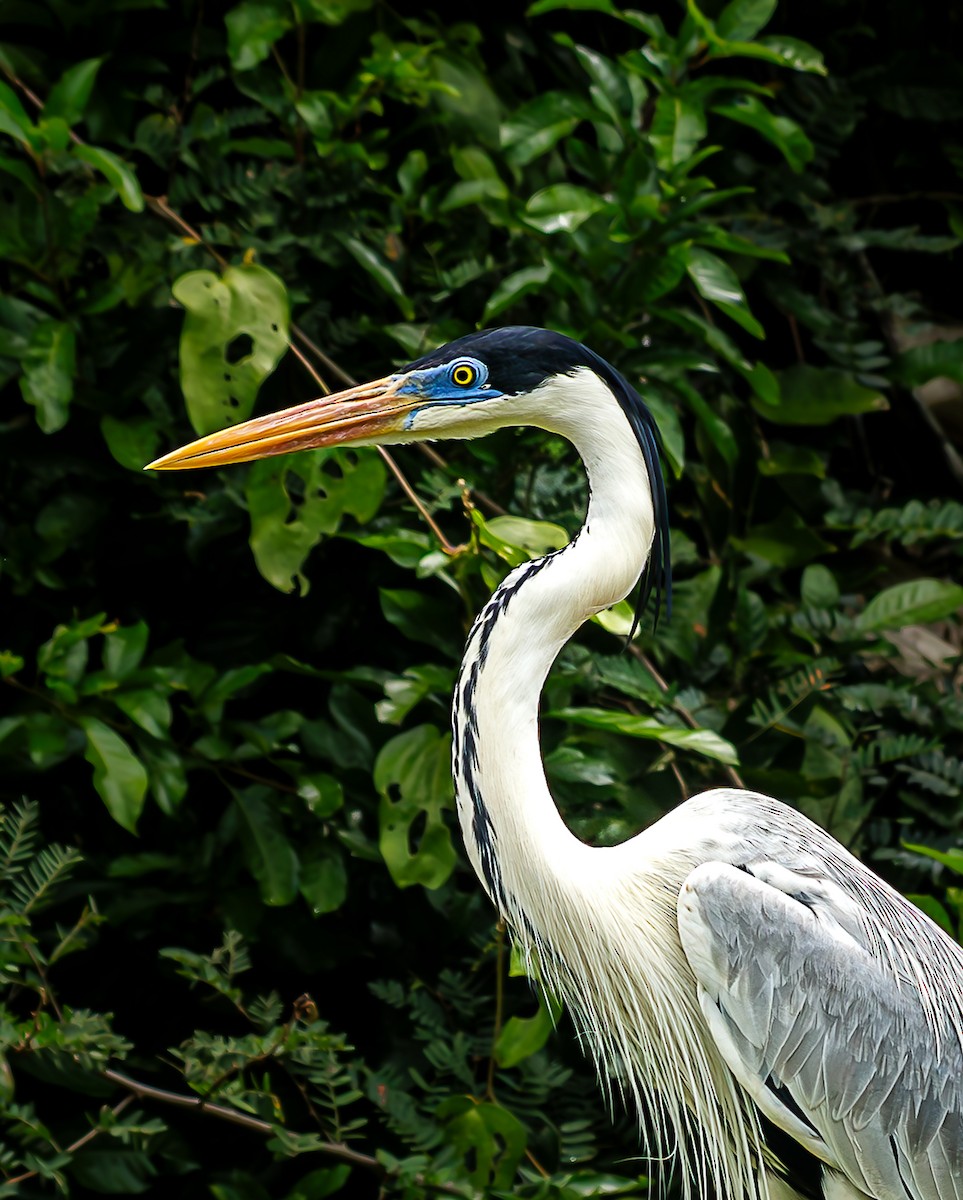 Cocoi Heron - ML643473912