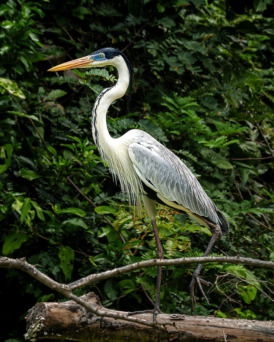 Cocoi Heron - ML643473913