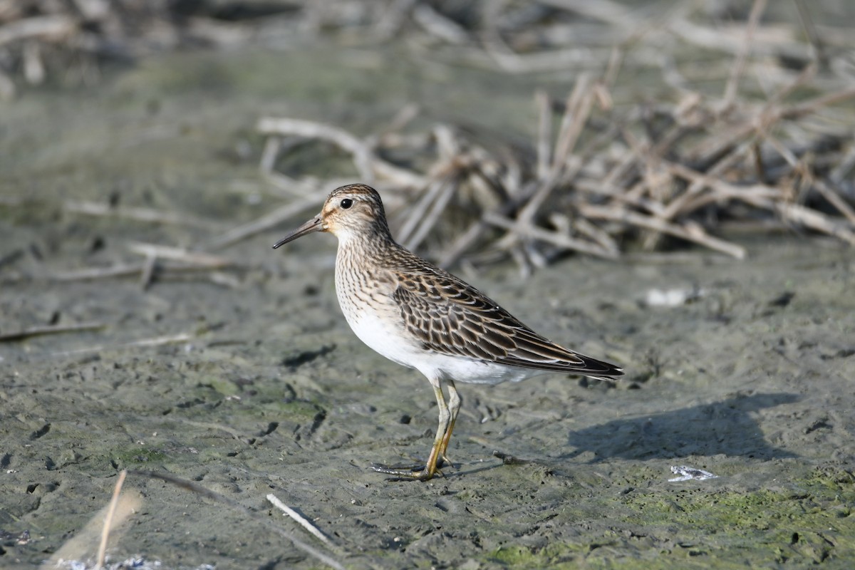 Орог элсэг - ML643473917