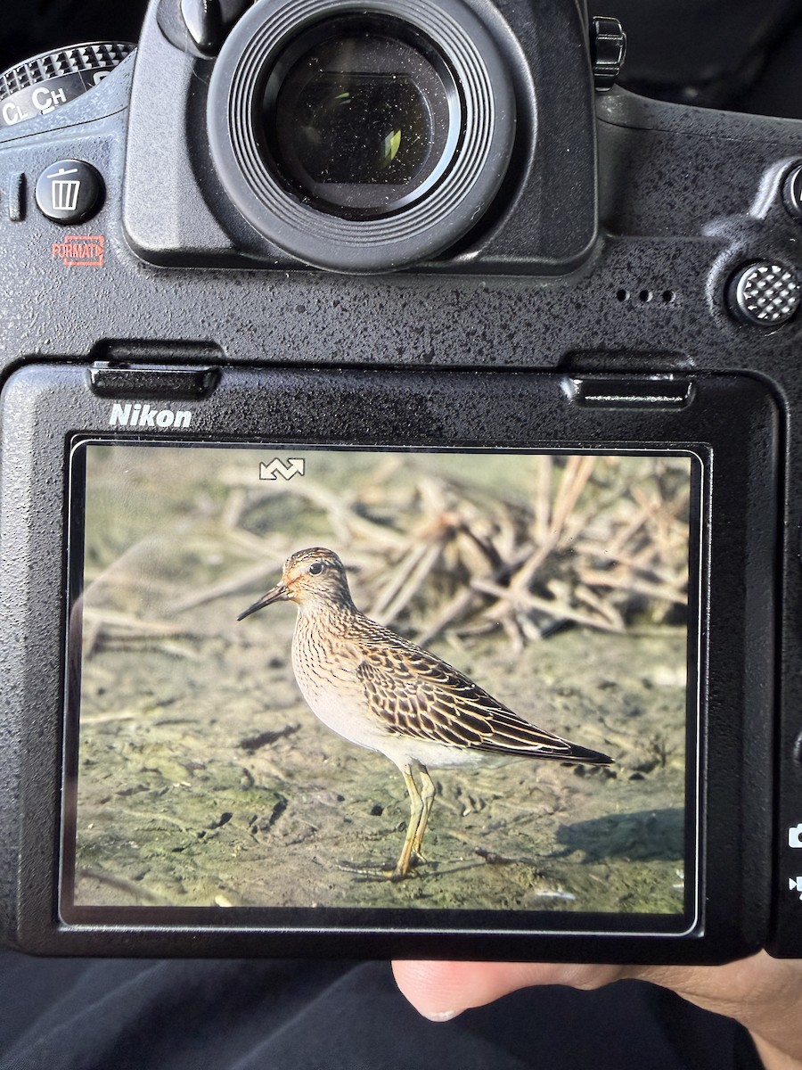 Орог элсэг - ML643473918