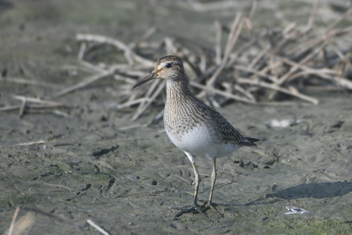 Орог элсэг - ML643473919