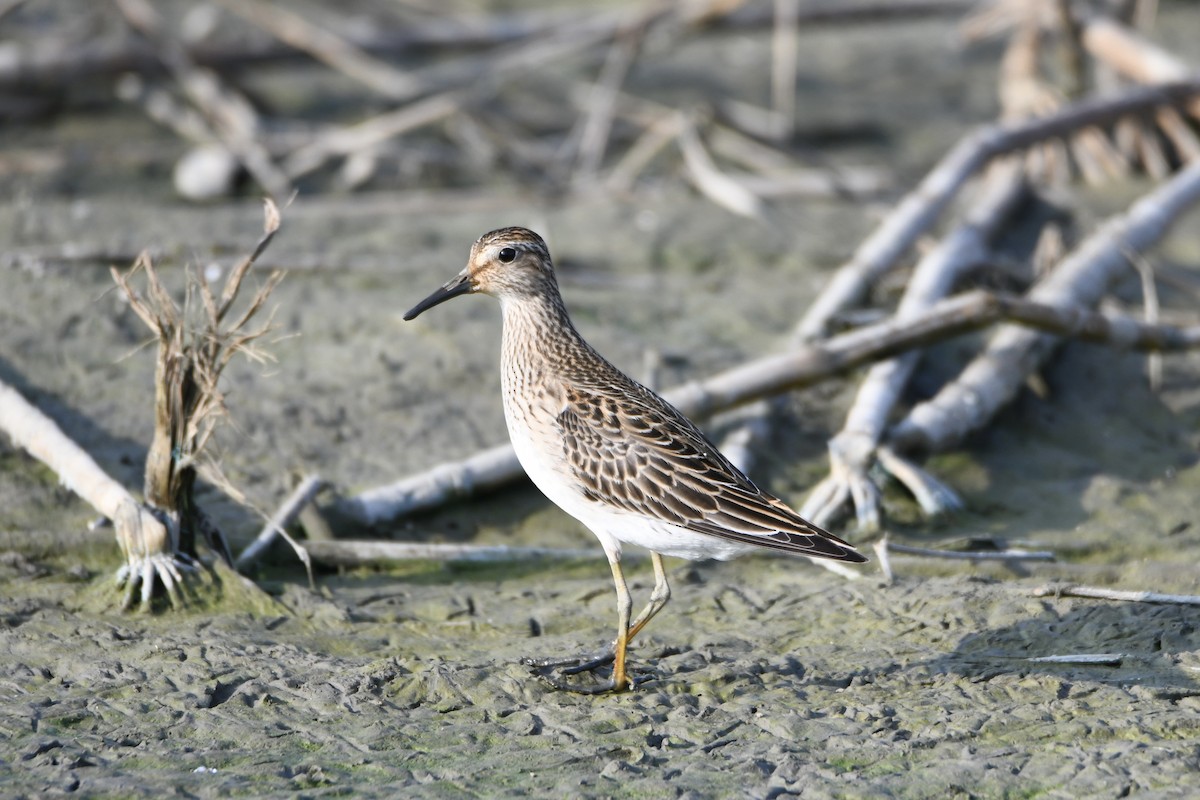 Орог элсэг - ML643473920