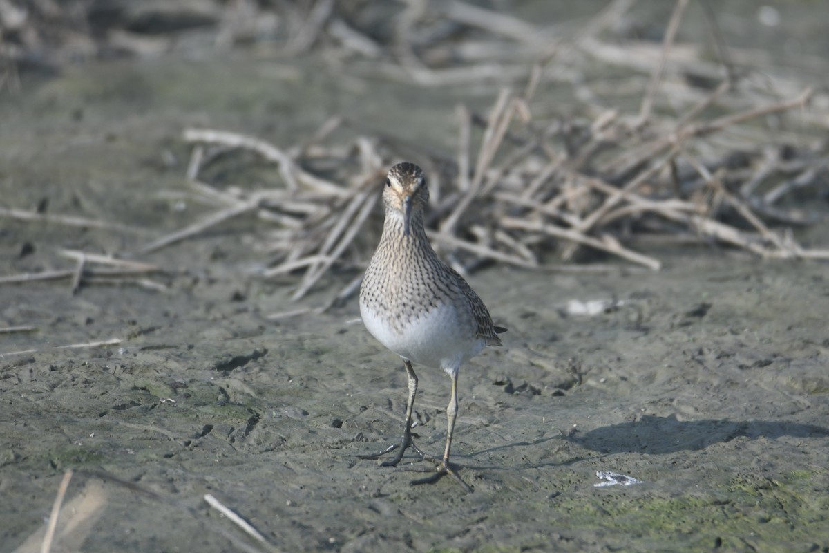 Орог элсэг - ML643473921
