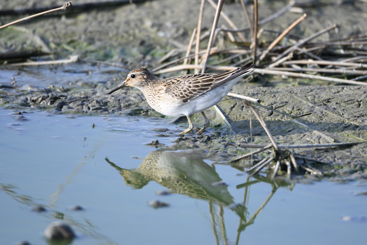 Орог элсэг - ML643473923