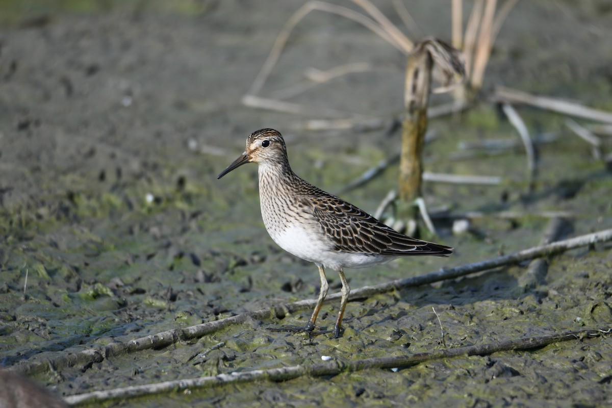 Орог элсэг - ML643473924