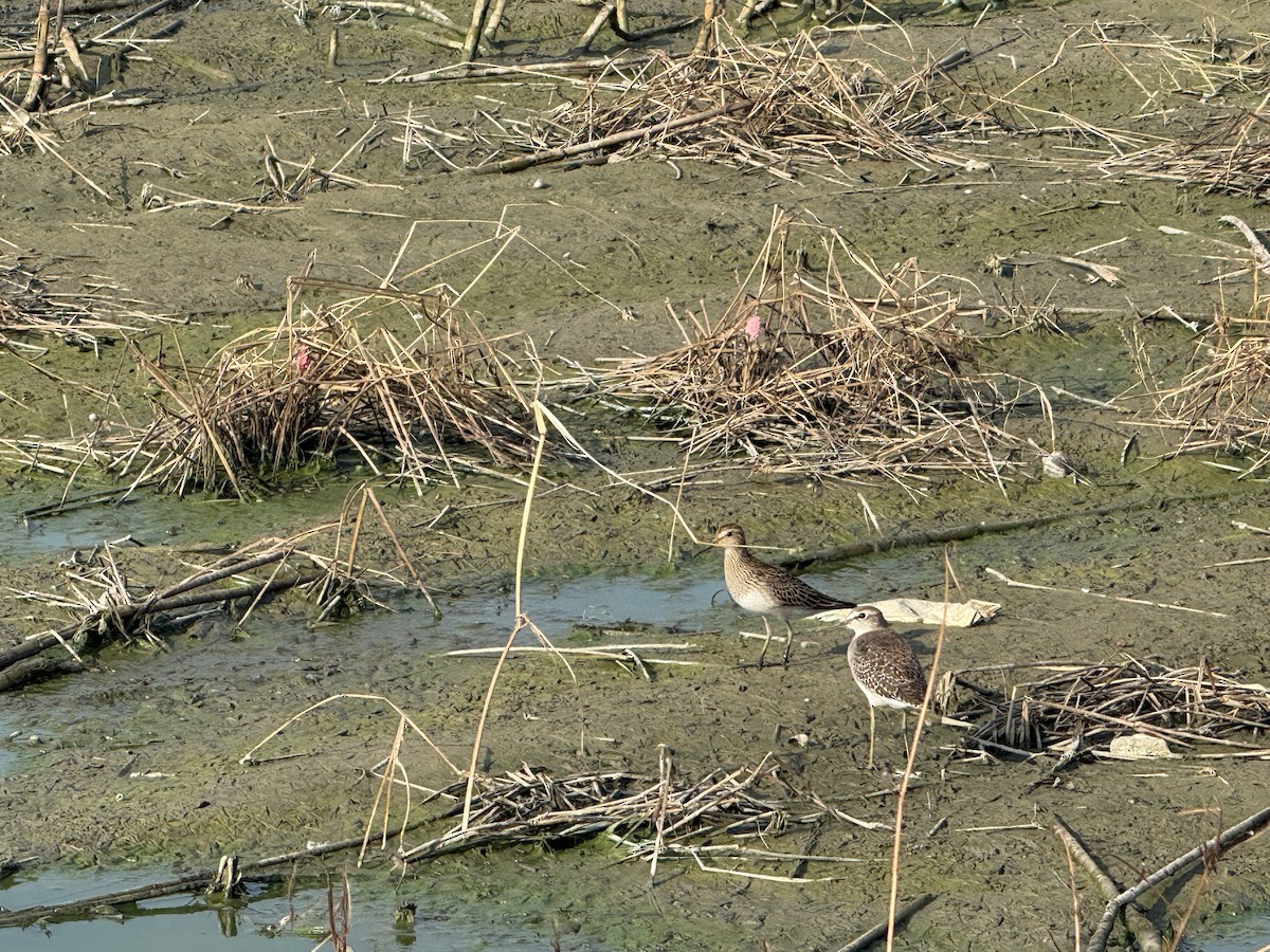 Орог элсэг - ML643473925