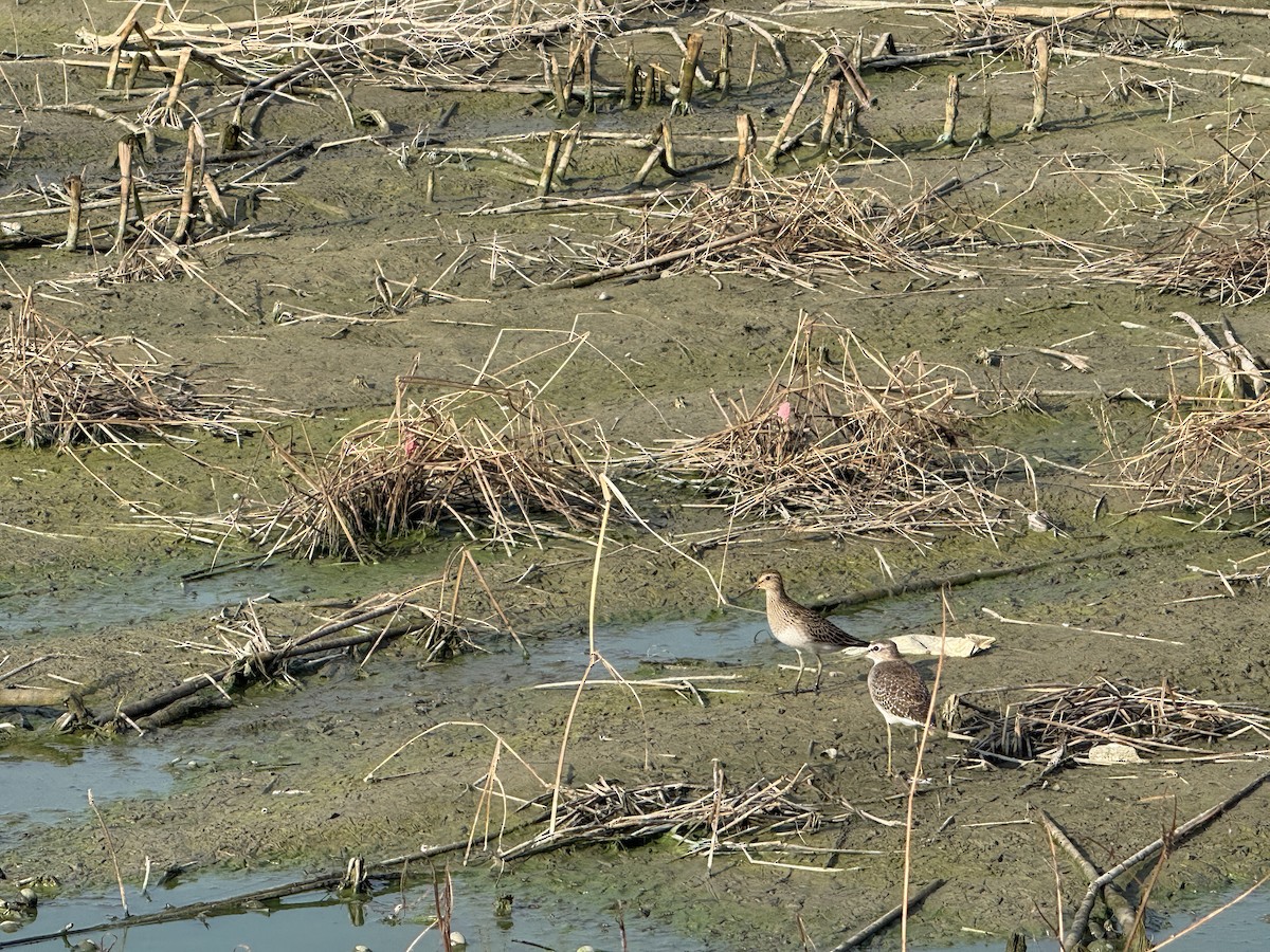 Орог элсэг - ML643473926