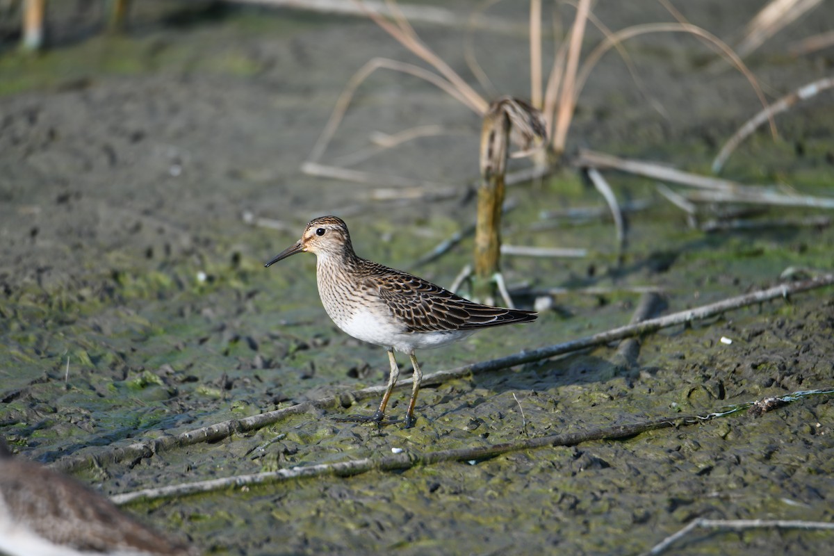 Орог элсэг - ML643473928