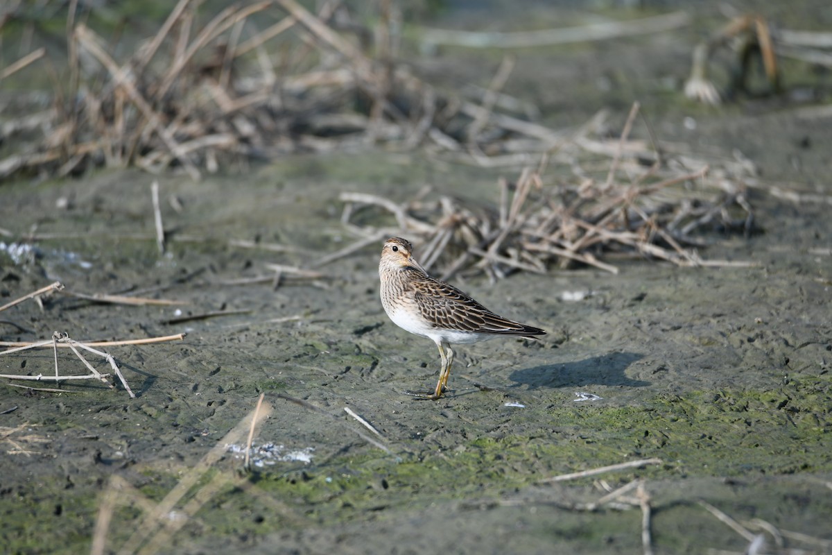 Орог элсэг - ML643473929