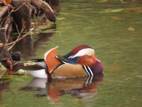 Mandarin Duck - ML643473946