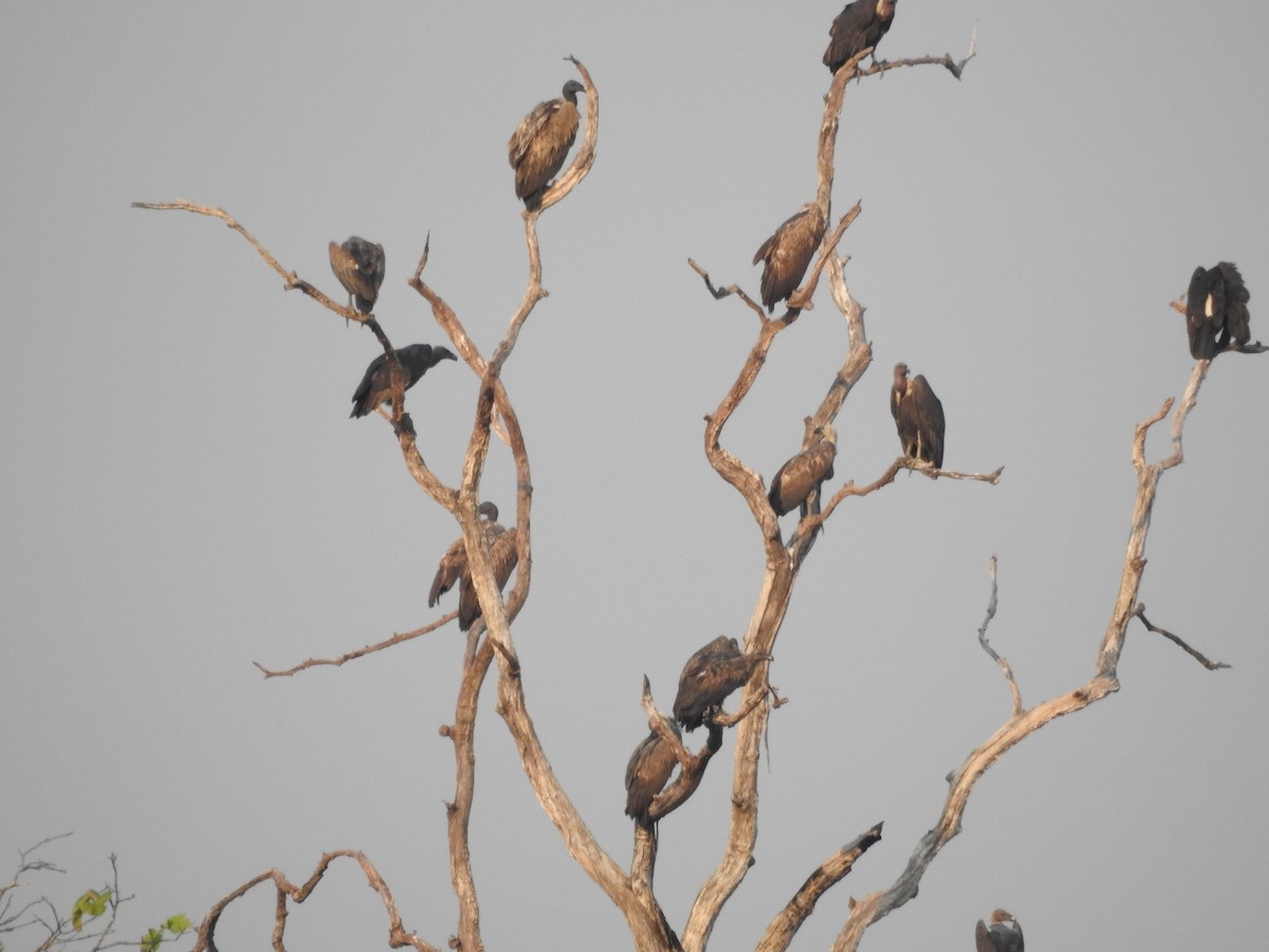 Slender-billed Vulture - ML643473953