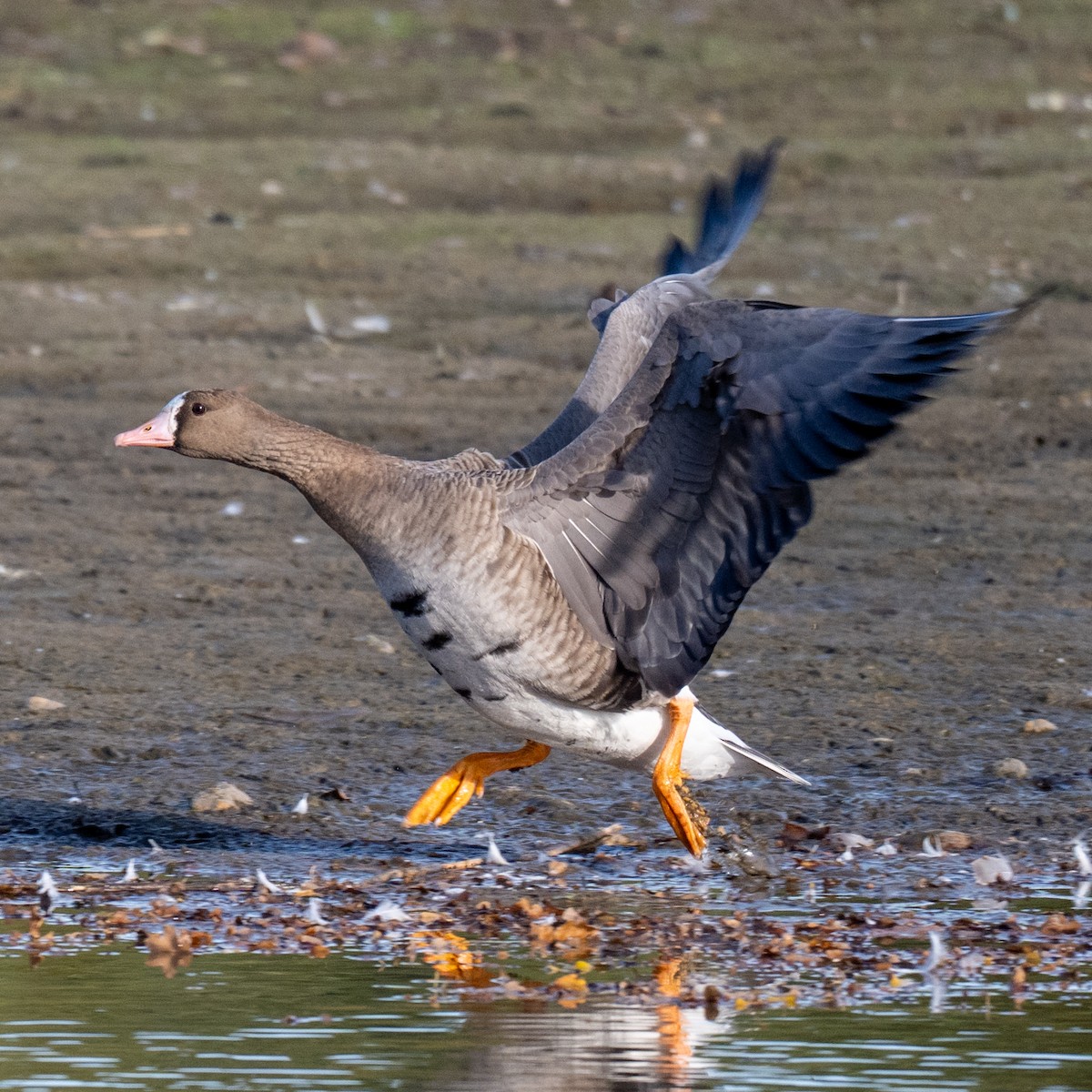 マガン - ML643473964
