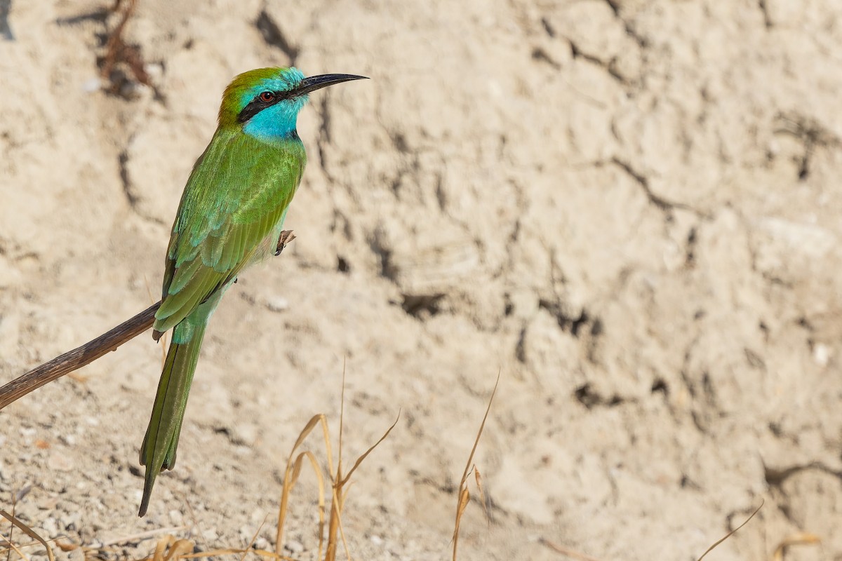 Arabian Green Bee-eater - ML643473978