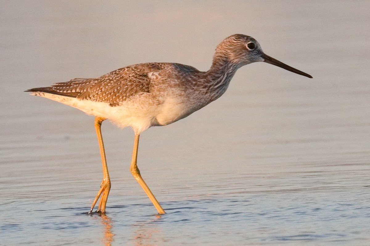 Greater Yellowlegs - ML643473999