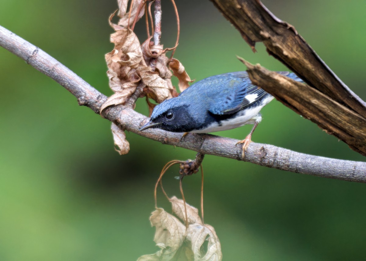 Black-throated Blue Warbler - ML643474010