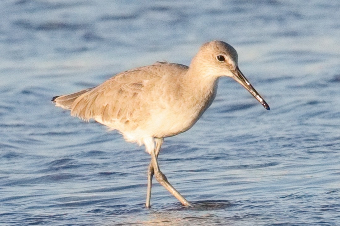 Willet - ML643474013