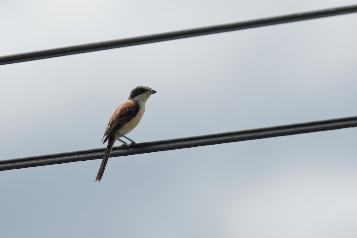 Burmese Shrike - ML643474033