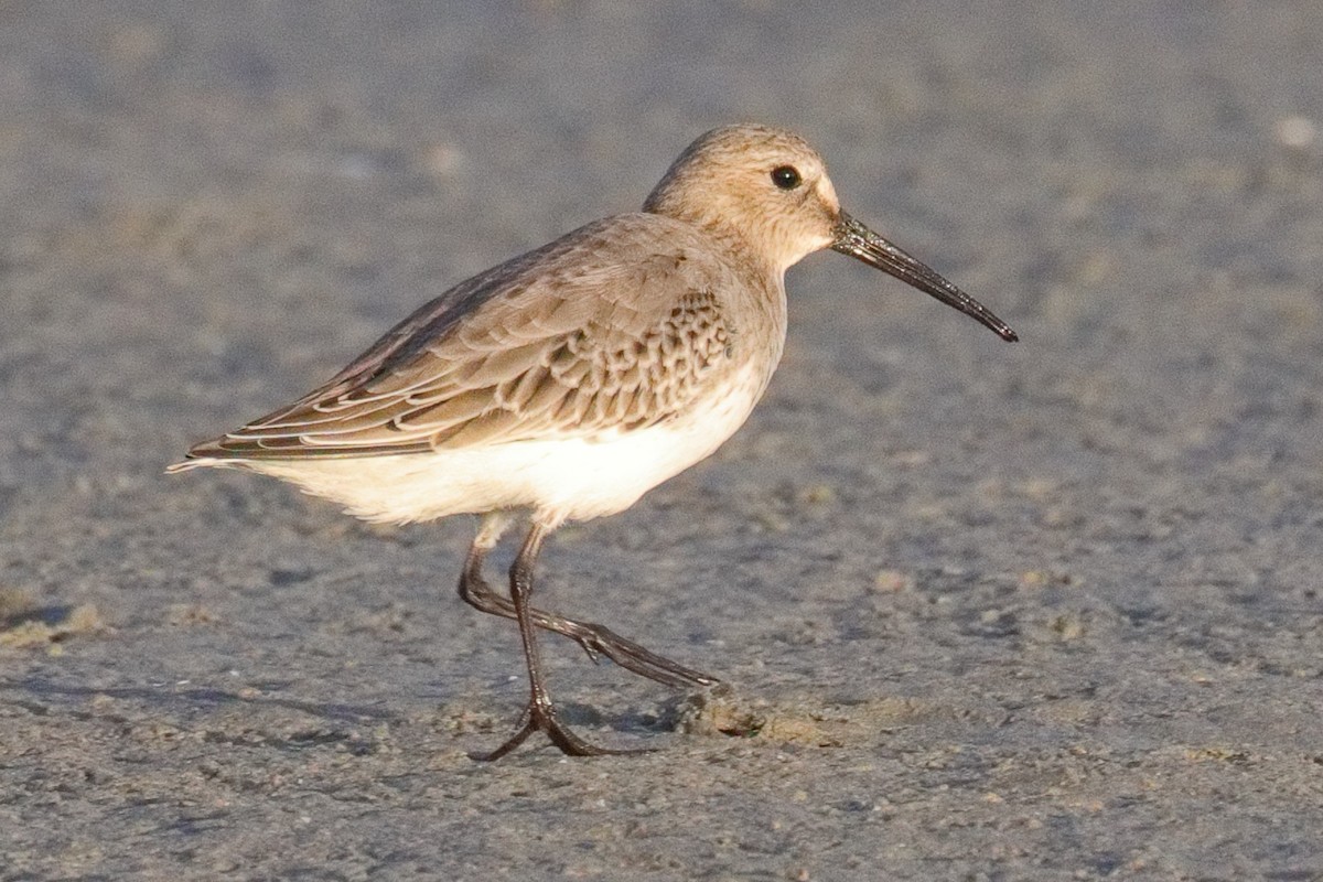 Dunlin - ML643474034