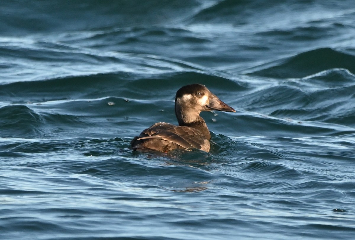 Surf Scoter - ML643474051