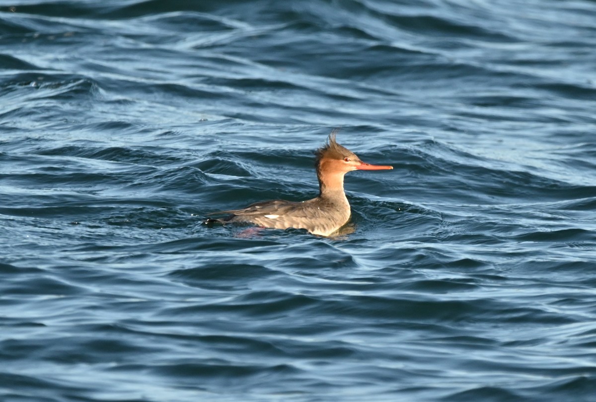 Red-breasted Merganser - ML643474052