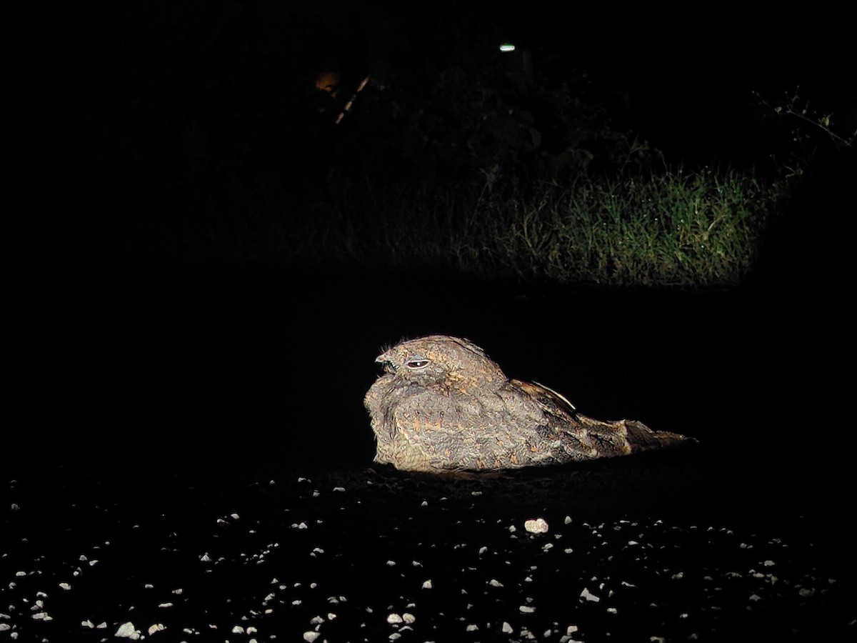 Savanna Nightjar - ML643474053