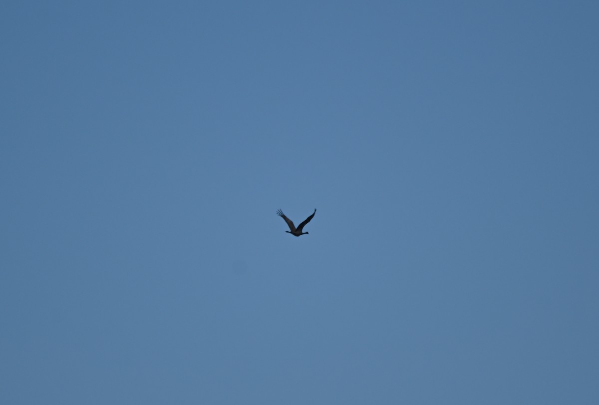 Sandhill Crane - ML643474064