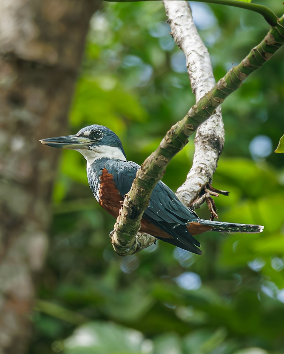 Ringed Kingfisher - ML643474065