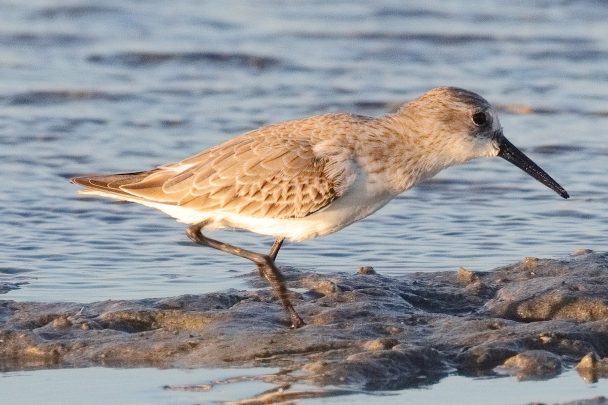 Western Sandpiper - ML643474066