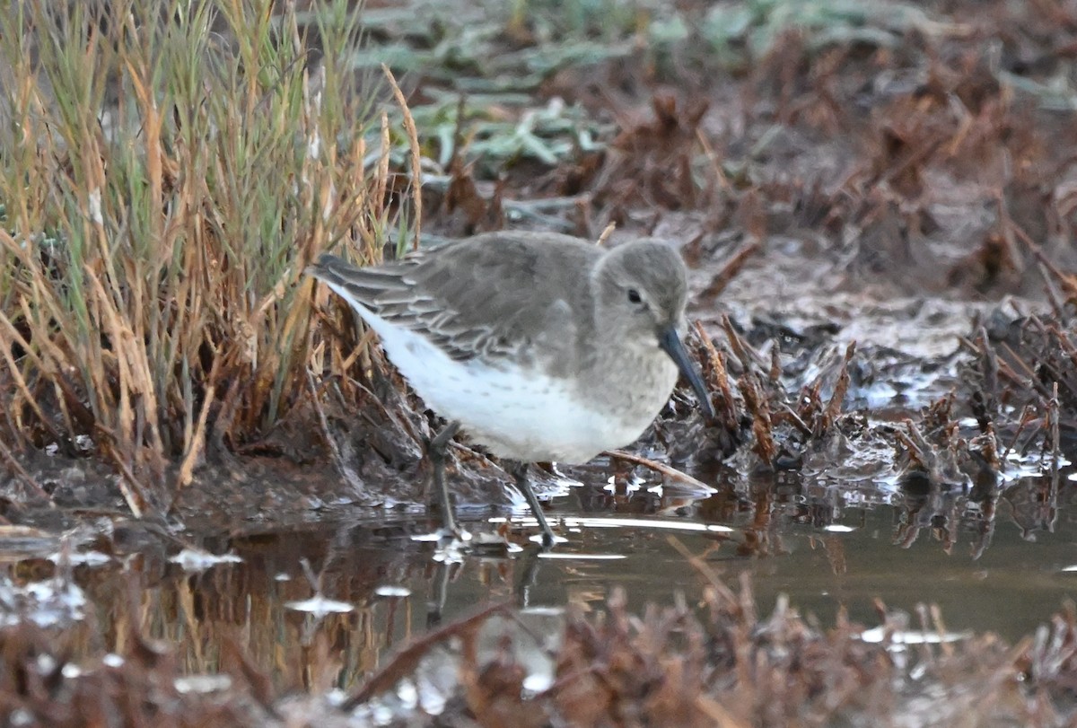 Dunlin - ML643474068
