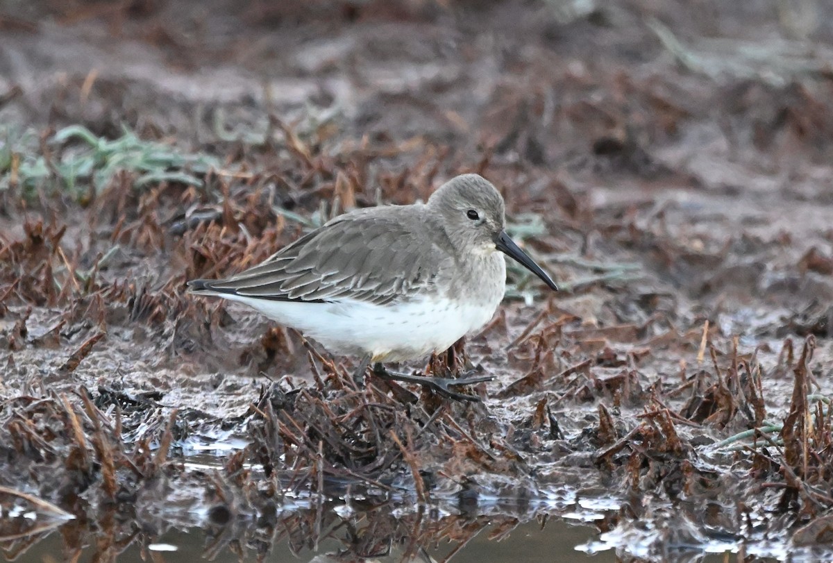 Dunlin - ML643474069
