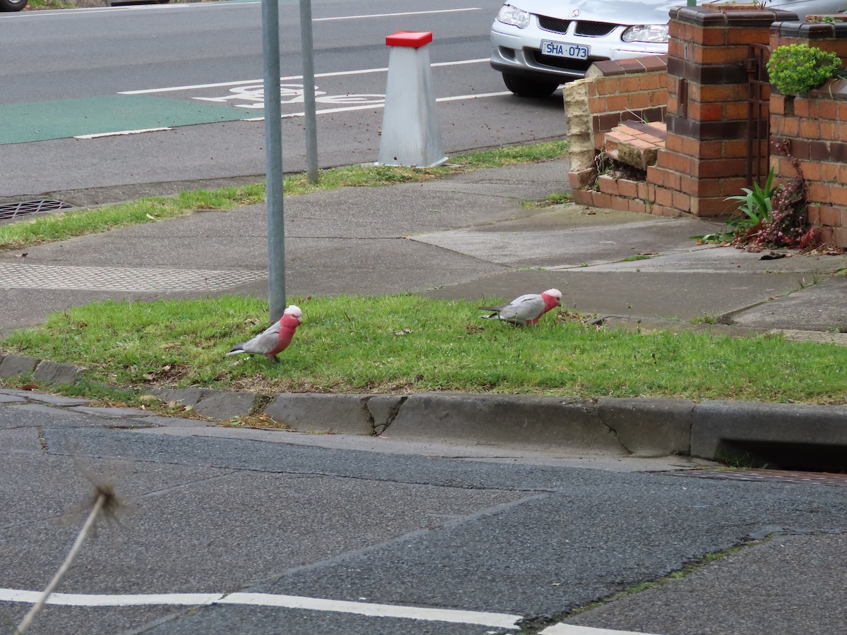 Galah - ML643474072