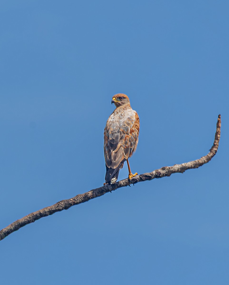 Savanna Hawk - ML643474075