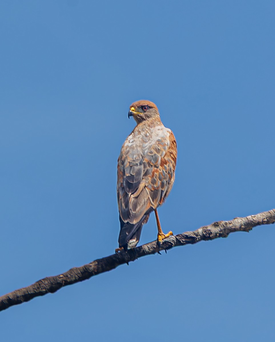Savanna Hawk - ML643474076