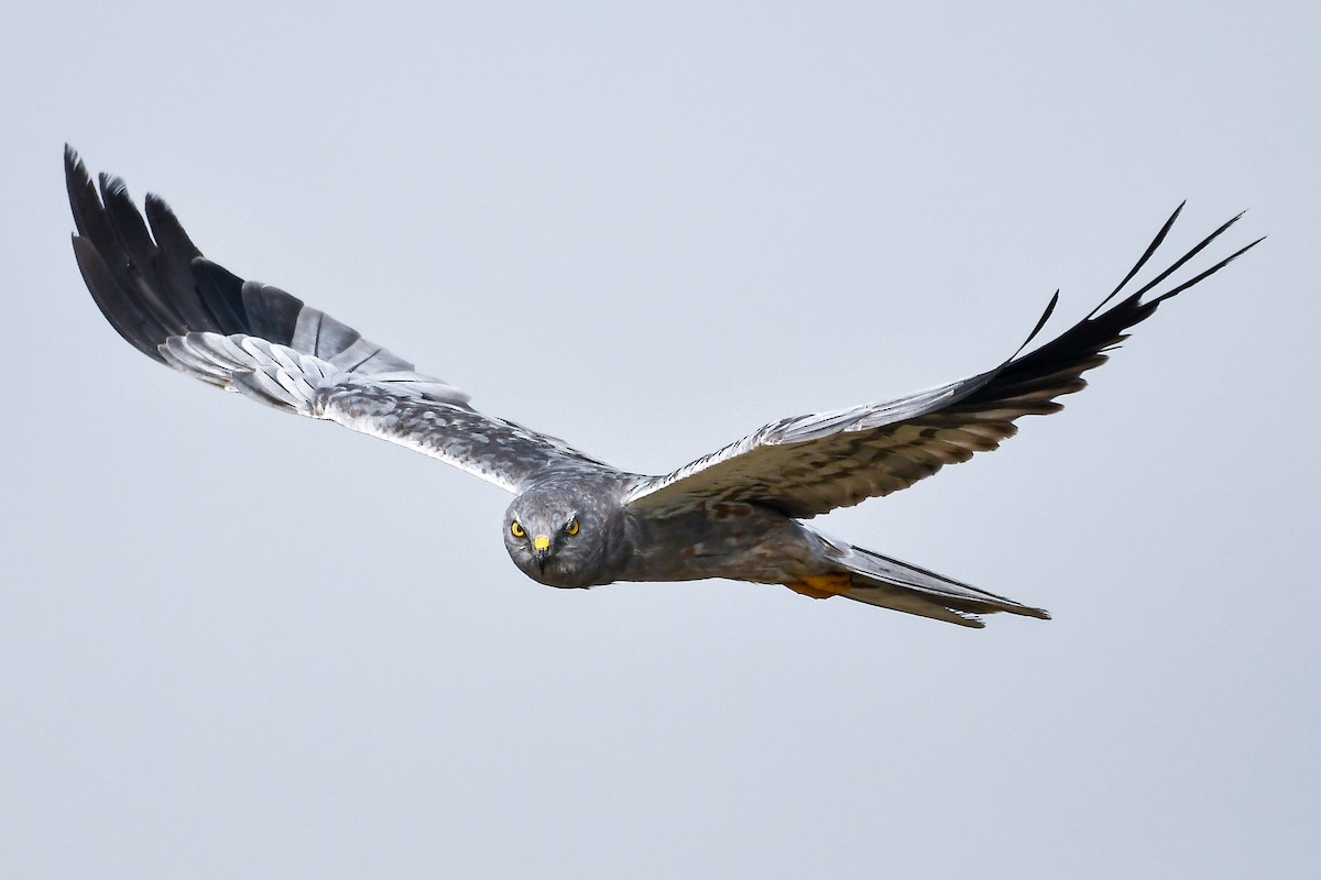 Montagu's Harrier - ML643474078