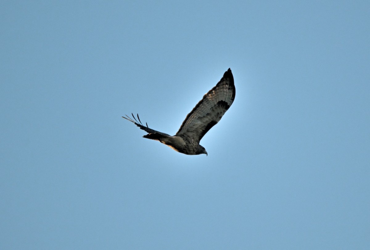 Red-tailed Hawk - ML643474079