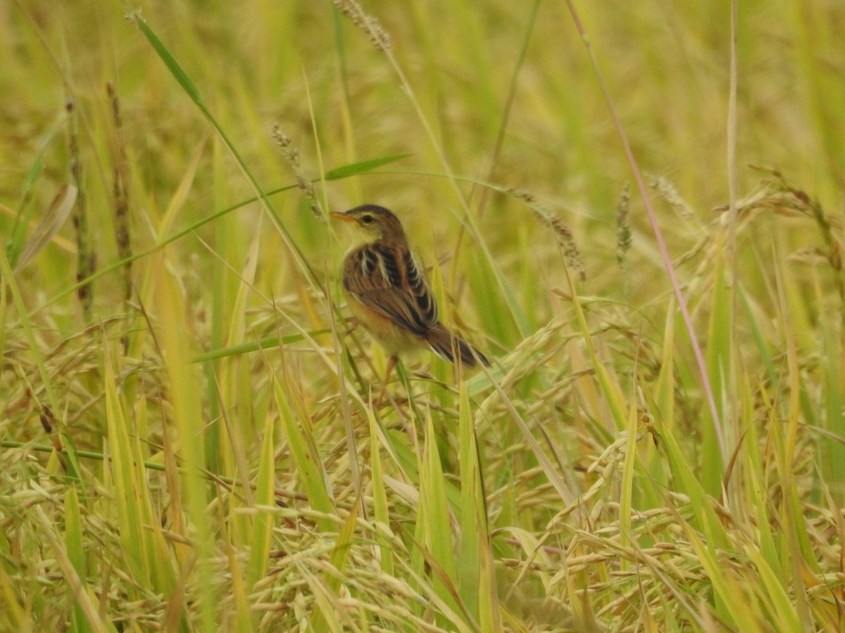 Zitting Cisticola - ML643474080