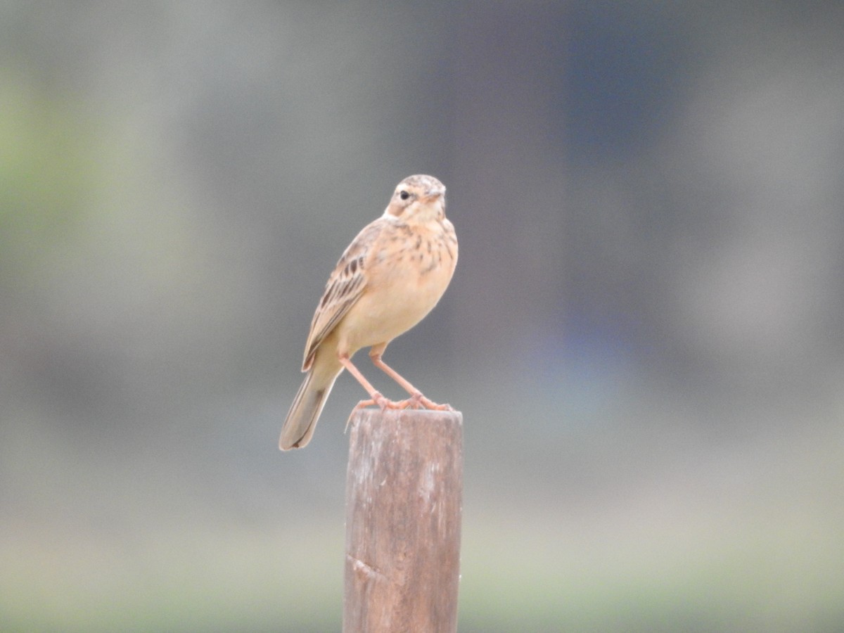 Paddyfield Pipit - ML643474082