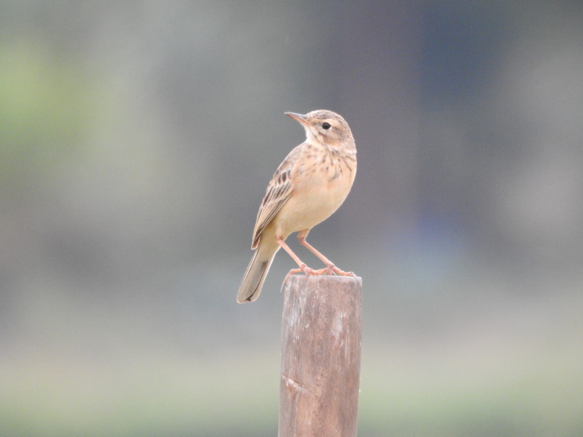 Paddyfield Pipit - ML643474083