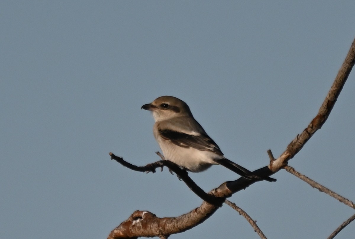 Northern Shrike - ML643474084