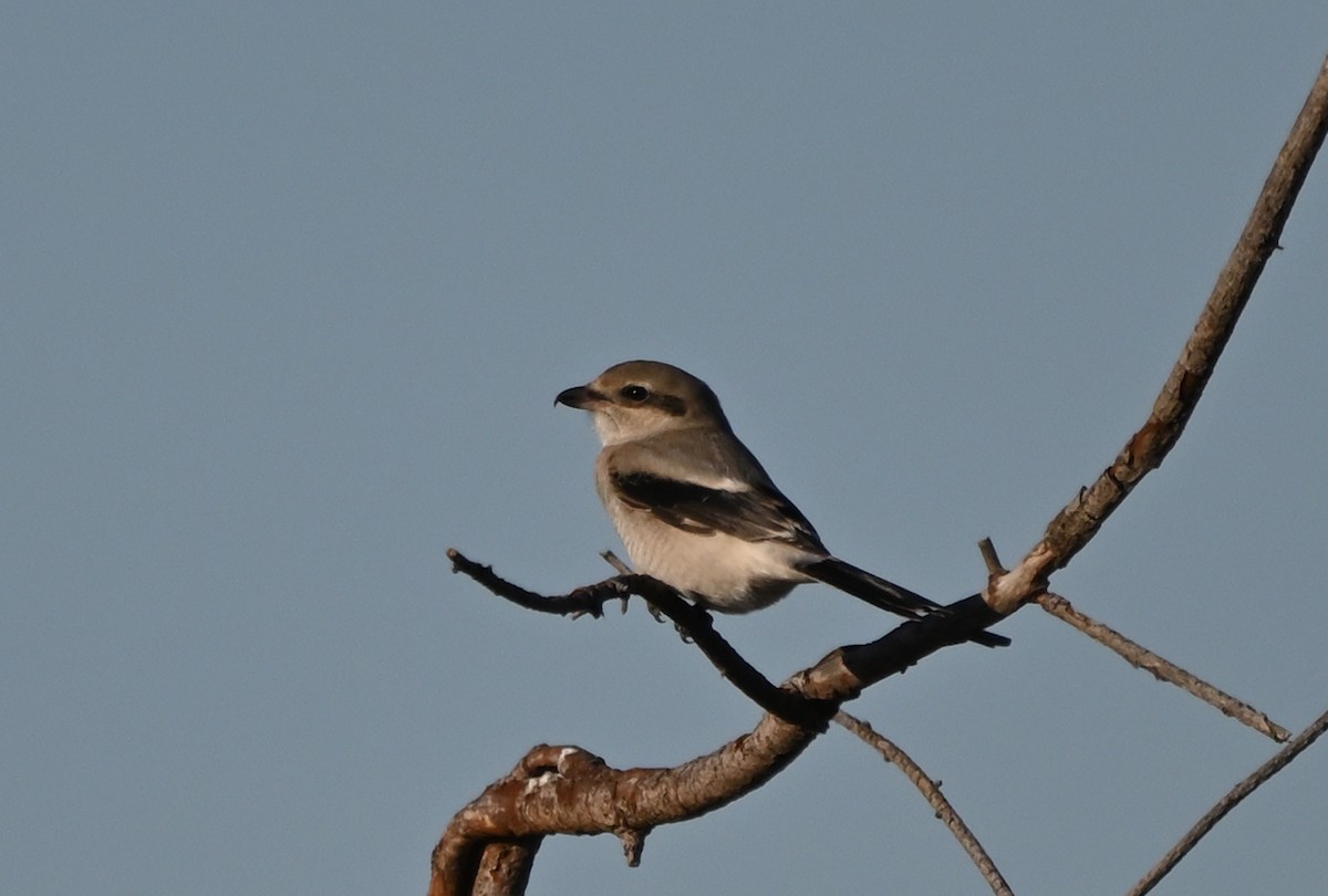 Northern Shrike - ML643474085