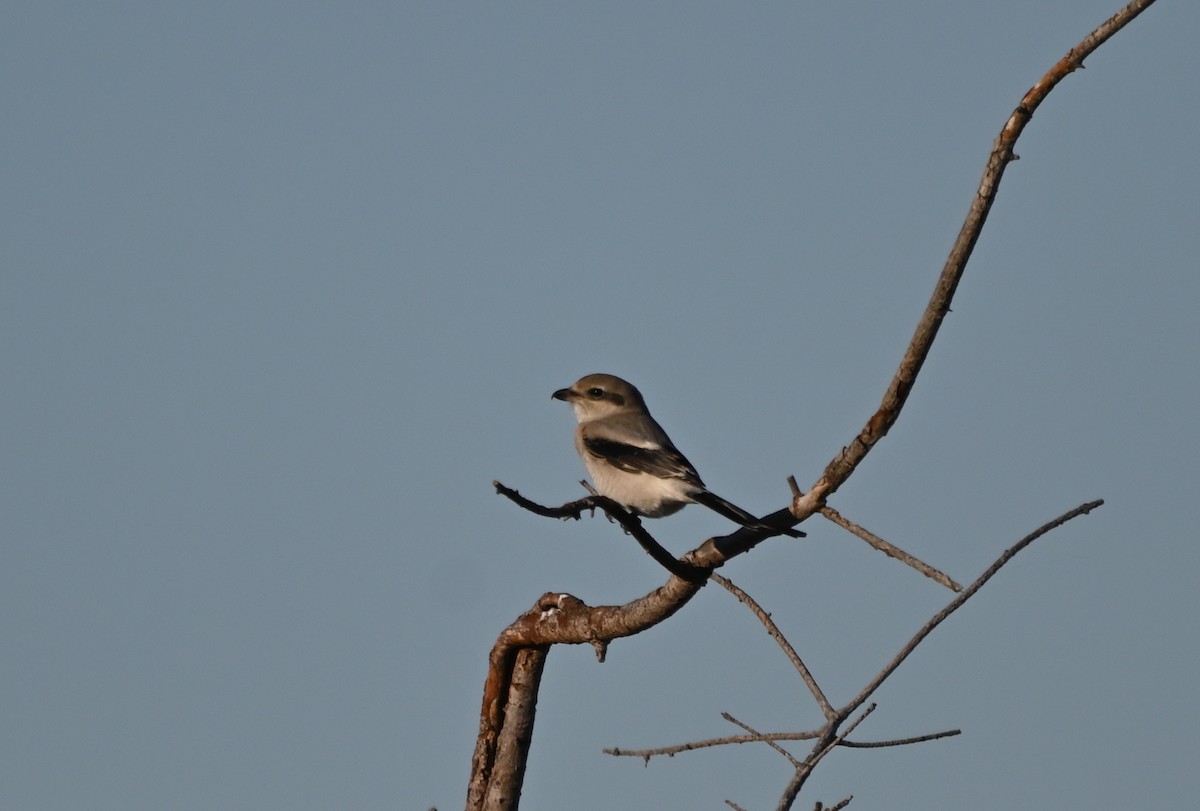 Northern Shrike - ML643474086