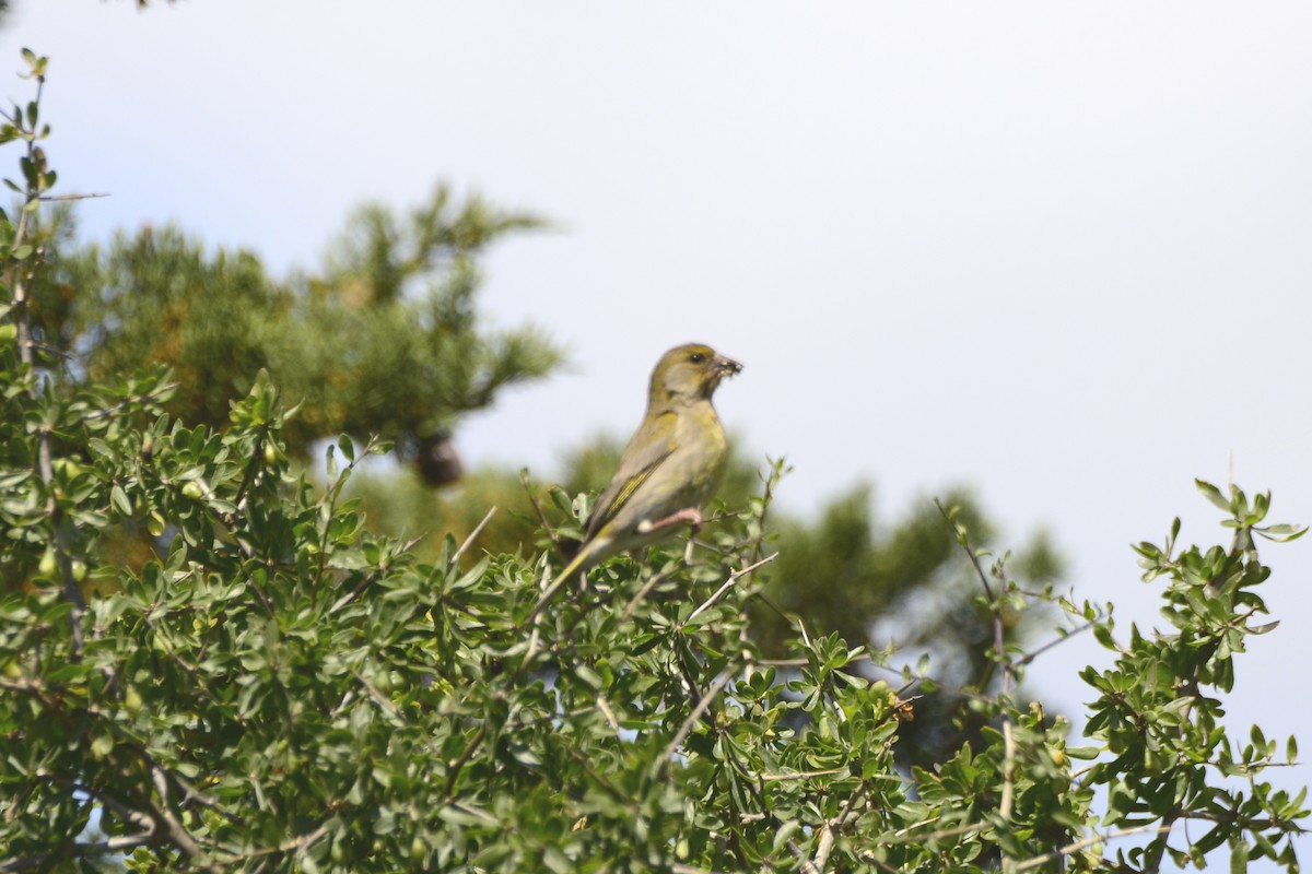 European Greenfinch - ML643474087