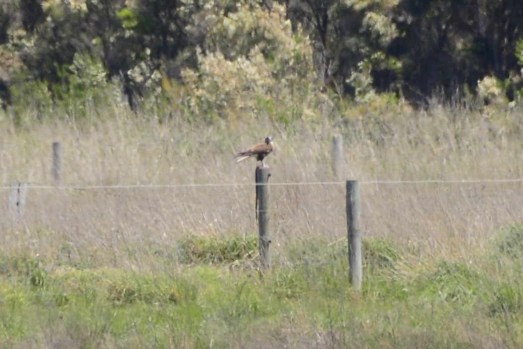 Brown Falcon - ML643474094